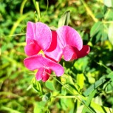 2007H 024 Waldplatterbse